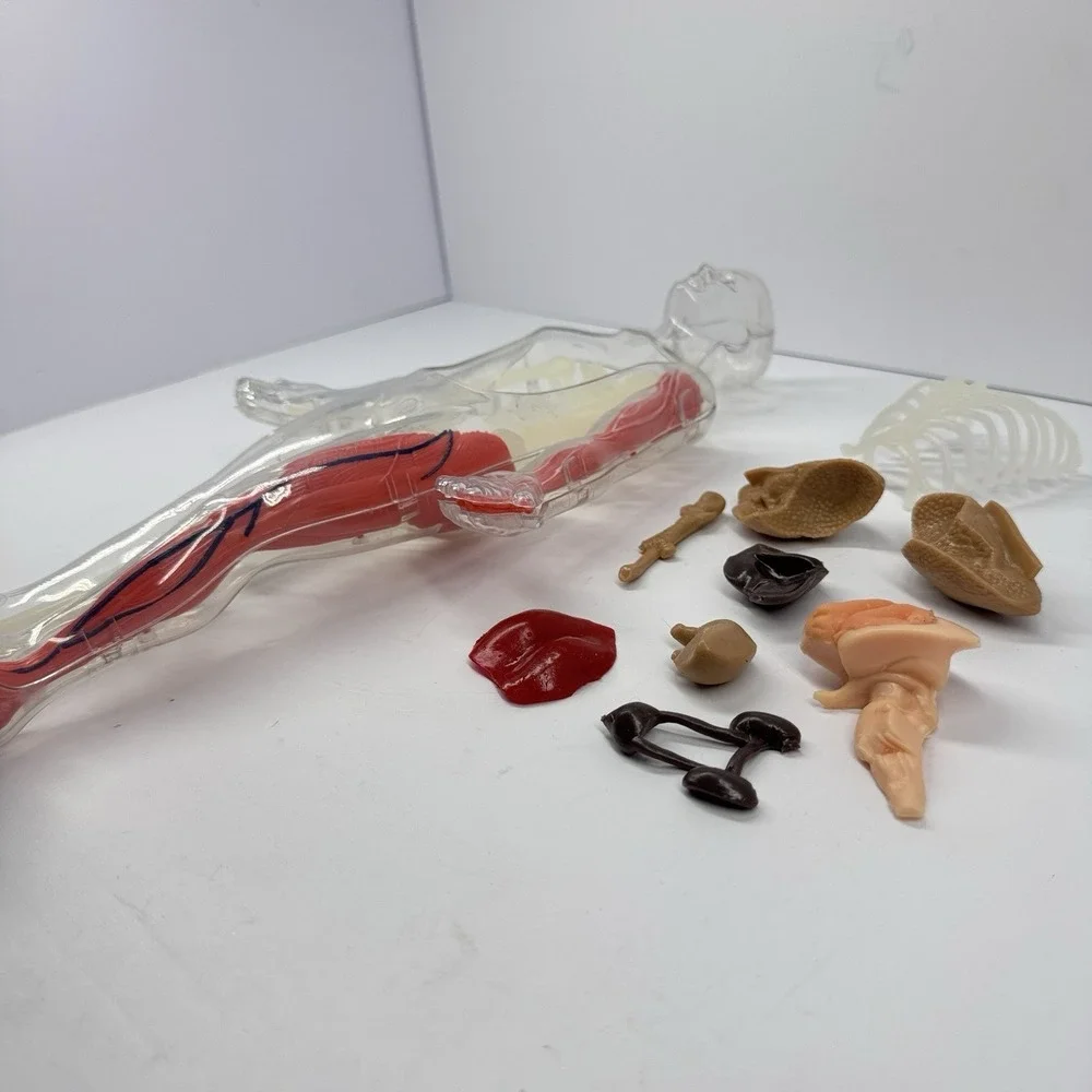 Human Anatomy Model‎ Figure Removable Organs Educational Toy Parts Incomplete